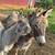Mini Donkey 1 thumbnail