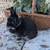 Netherland Dwarf doe 1 thumbnail