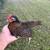 Kikiriki hens 6 thumbnail