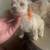 Toy poodle 13 thumbnail