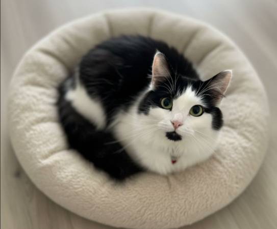 ? Meet Mercedes – A Gentle, Rare Turkish Van Cat Looking for Love ? (Inwood / Wash Hts)64141791218435122