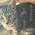 Kittens 3 thumbnail