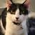 REHOMING TWO KITTENS 5 thumbnail