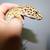 Leopard gecko 4 thumbnail