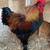 French Copper Maran Pullets / Roosters / Chickens / Laying Hens 4 thumbnail