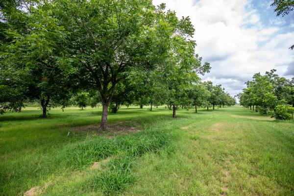 $1,200,000 / 4br - 2500ft2 - 45 acres pecan trees with 4Br/3 bath ranch home (Falfurrias, Tx)64036534647170124