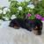 Mini Dachshund 3 thumbnail