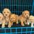 Cavapoo puppies 1 thumbnail