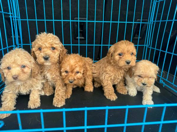 Cavapoo puppies 1
