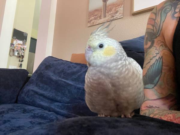 MISSING pearl cockatiel (Phoenix)63967285729666123