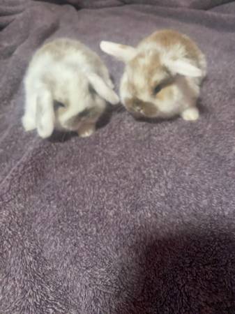 Holland Lop baby bunnies (santa rosa)63683413099905120