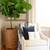 Fiddle Leaf Ficus indoor outdoor decorative green large leaf plant 2 thumbnail