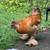 Rooster and hen 3 thumbnail