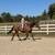 Beginner Safe, Bombproof Clydesdale Horse for Sale 15 thumbnail