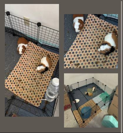 Guinea pigs Rehome. 1