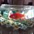 Glass Bow Fish tank 6 thumbnail