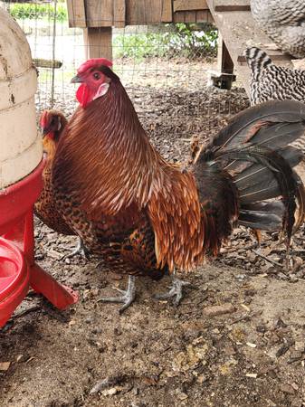 Gold Deathlayer rooster 1