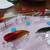 Seven (7) New Sinking and Floating Lures  L-#32 8 thumbnail
