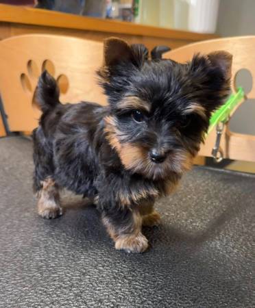 ➺➻ Cute ▃ Yorkies [available now] ➺➻ 1