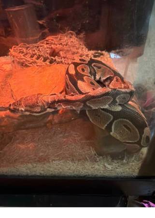 Small python 1