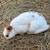 Rabbits rabbits rabbits 2 thumbnail