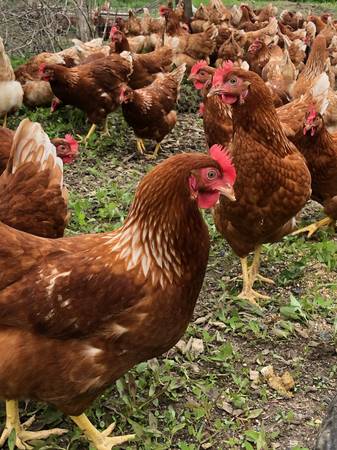 Chickens - Laying Hens 1