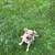 Free puppy 1 thumbnail