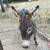 Male intact mini Donkey 5 thumbnail