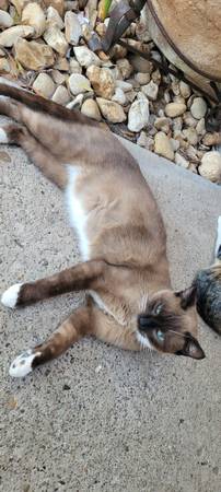 Kittens (Mission)64148953229827121