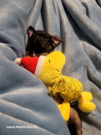 Male chihuahua (Mitchell)63414648417921122