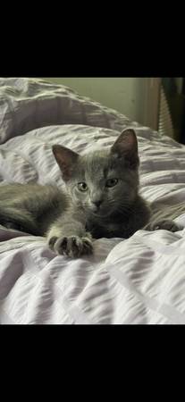 Cute & Cuddly Kittens Ready for Home! (Cincinnati)63925118862850123