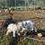 Tennessee Fainting Female Goat 1 thumbnail