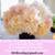 WHOLESALE WEDDING FLOWERS FLORIST 50 ROSES $39 800ROSEBIG #1 IN SOCAL! 18 thumbnail