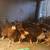Chicks 2 thumbnail