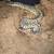 Pewter ball python 2 thumbnail