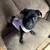 Pug 1 thumbnail