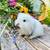 Bunnies 3 thumbnail