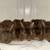Mini Rex Bunny Rabbit 1 thumbnail