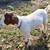 Boer goats 2 thumbnail