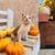 Kitten 1 thumbnail