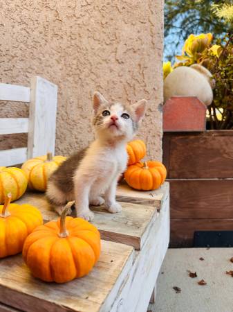 Kitten 1