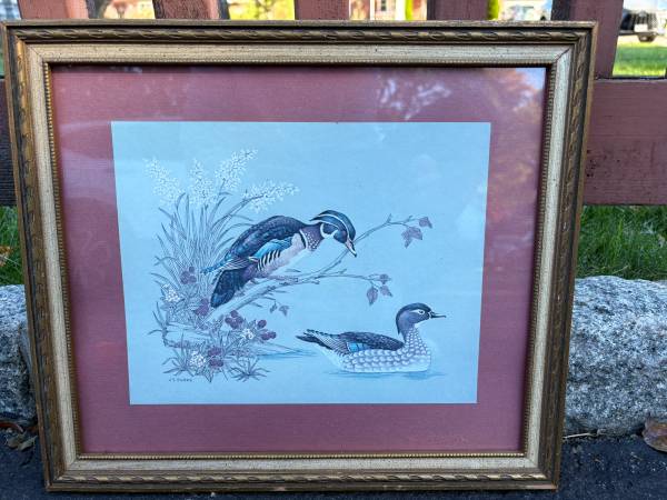 Vintage Framed Matted Lithograph Print of Wood Ducks Signed J.S. Parks 1