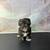 Mini schnauzer 2 thumbnail