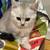 Russian white cat 2 thumbnail