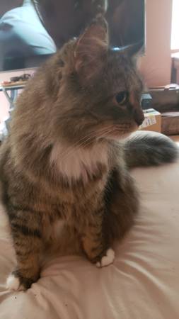 Macho principal coon castrado (MONTAGUE)63910107184514121