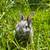 TAMUK rabbits 2 thumbnail