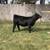 Club calves for sale 2 thumbnail
