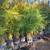 Gardenia crotons clusia foxtail podocarpus ligustrum sweet viburnum firebush ixo 11 thumbnail