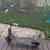 Segway Ninebot E2PlusII 4 thumbnail