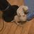 Looking new home for this beautiful puppies. 2 thumbnail